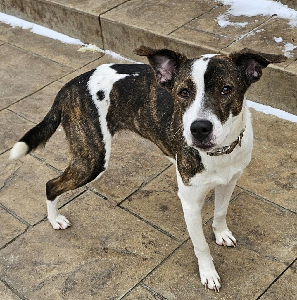 Enlarge Chance, a Adoptable mixed breed in Roselle, IL image 3/4