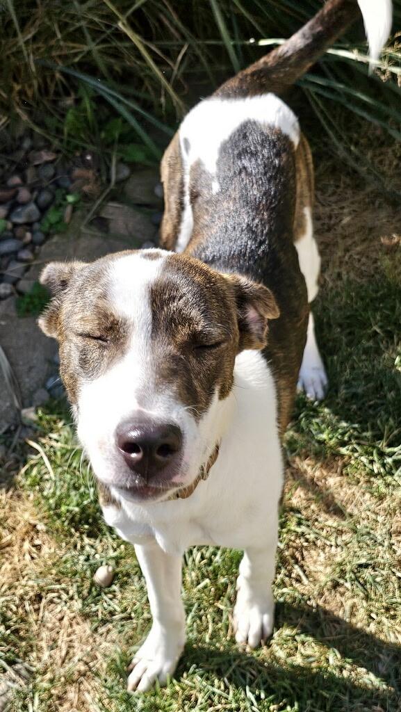 Enlarge Chance, a Adoptable mixed breed in Roselle, IL image 2/4