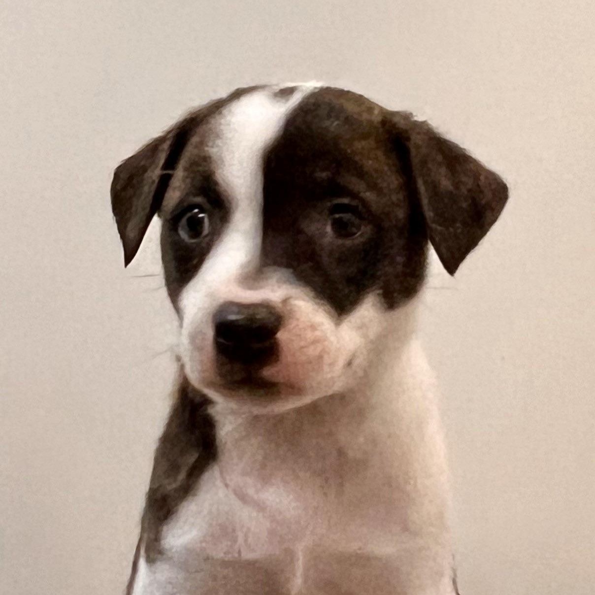 Chance, a Adoptable mixed breed in Roselle, IL image 4/5