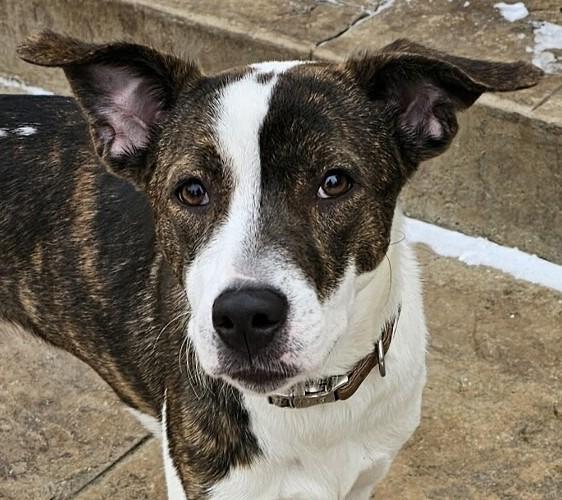 Chance, Adoptable, Young Male Terrier & Labrador Retriever.