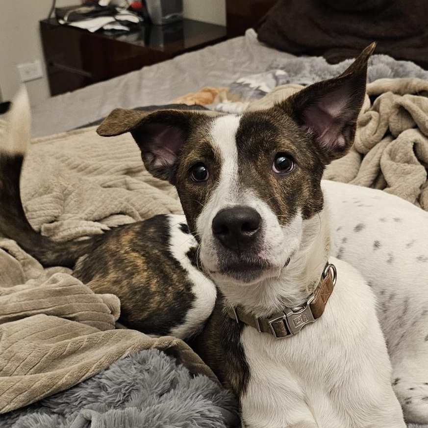 Enlarge Chance, a Adoptable mixed breed in Roselle, IL image 5/6