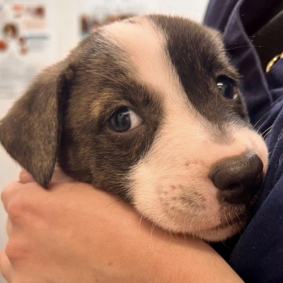 Chance, a Adoptable mixed breed in Roselle, IL image 5/5