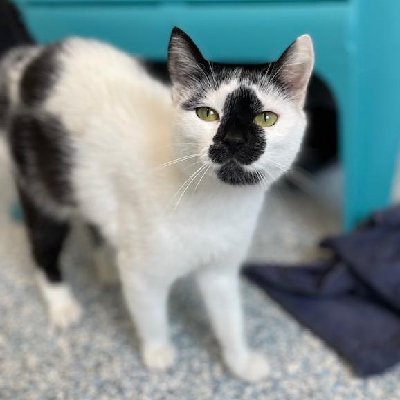 Nissan, ADOPTABLE, Adult Female Domestic Short Hair.