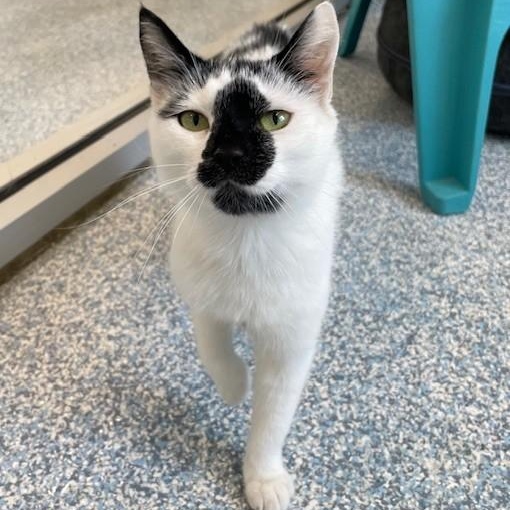 Nissan, a ADOPTABLE Domestic Short Hair in Stafford, VA image 2/2