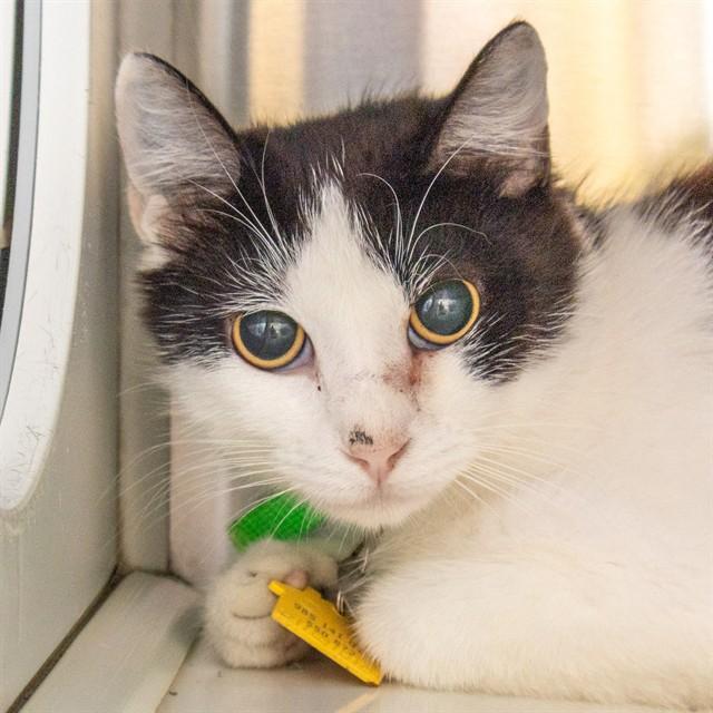 PIXEL, Adoptable, Young Female Domestic Short Hair.