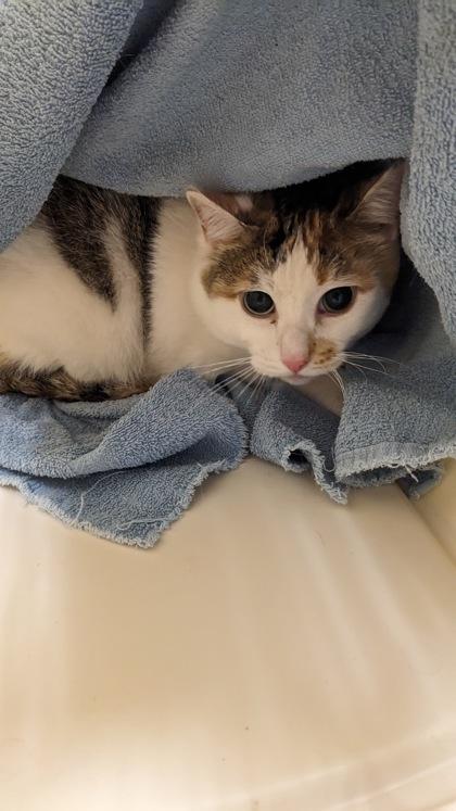 Socks, Adoptable, Adult Female Domestic Short Hair & Domestic Short Hair.