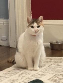 Socks, Adoptable, Adult Female Domestic Short Hair & Domestic Short Hair.