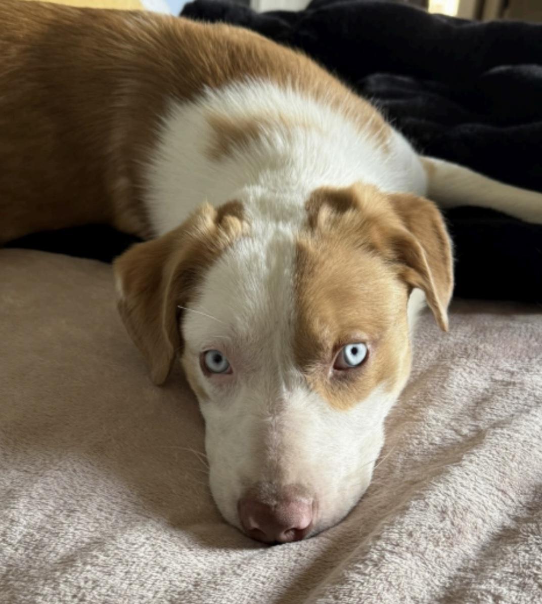 Enlarge Seth, an adopted mixed breed in Cedarburg, WI image 1/4