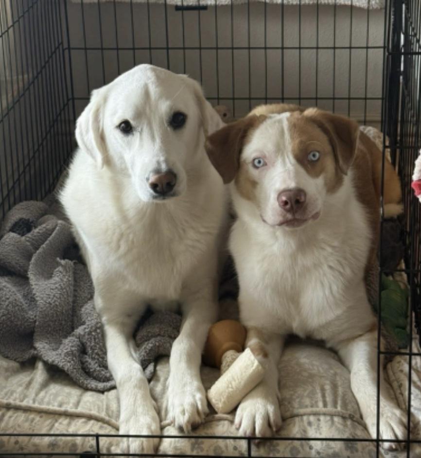 Enlarge Seth, an adopted mixed breed in Cedarburg, WI image 4/4