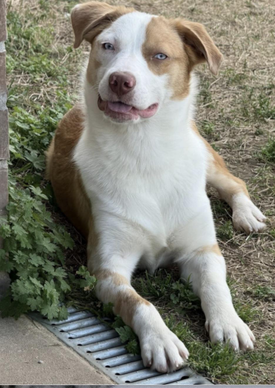 Enlarge Seth, an adopted mixed breed in Cedarburg, WI image 3/4