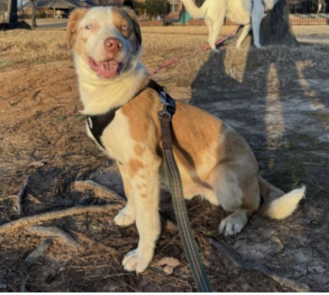 Enlarge Seth, an adopted mixed breed in Cedarburg, WI image 2/4