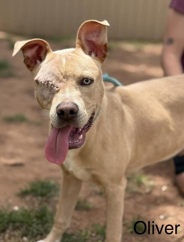 Enlarge Oliver, a ADOPTABLE mixed breed in Blue Springs, MO image 2/4