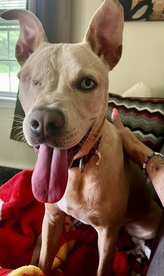 Oliver, ADOPTABLE, Puppy Male Pit Bull Terrier.