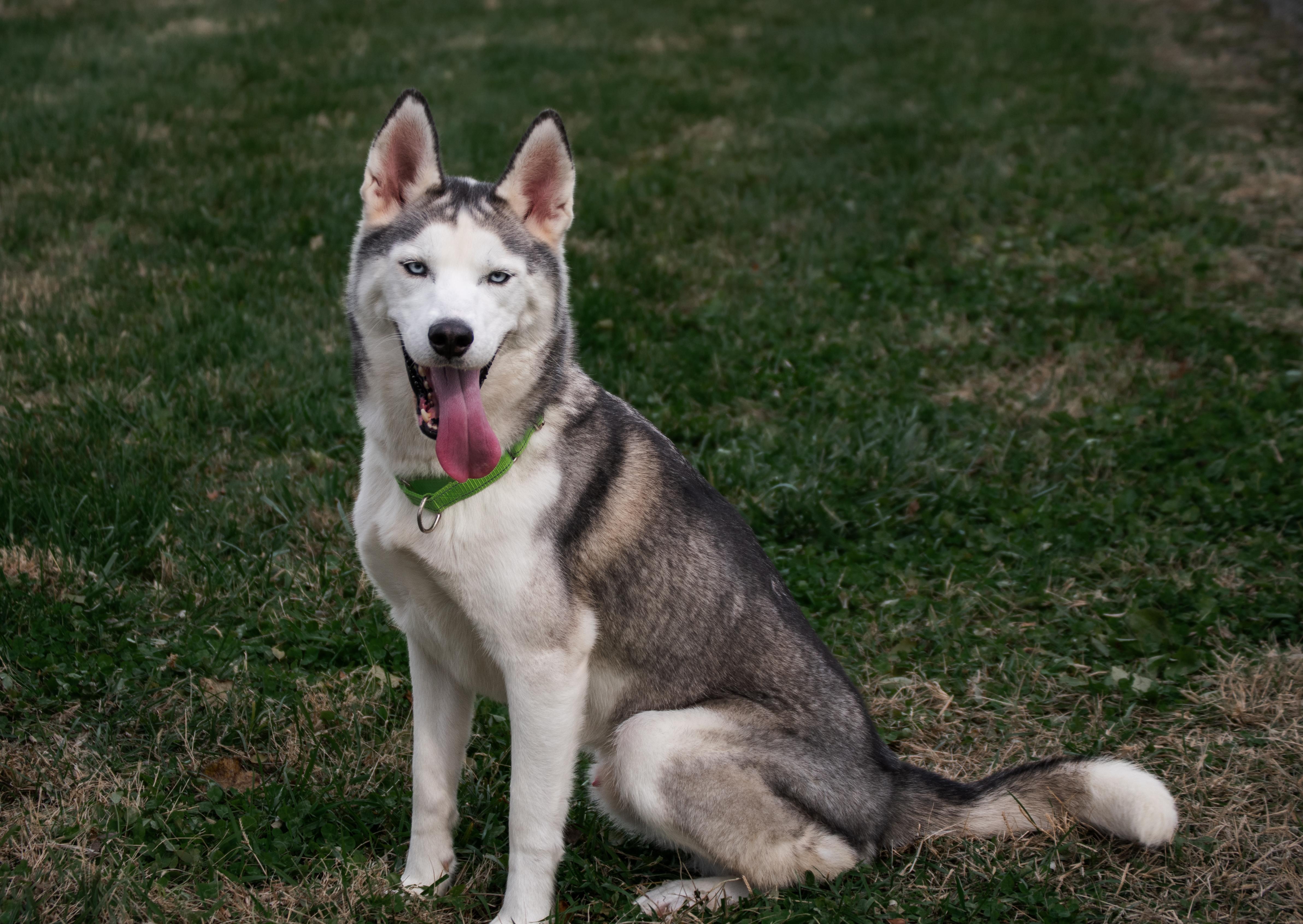 Enlarge Tony, a Adoptable mixed breed in Winchester, KY image 1/5