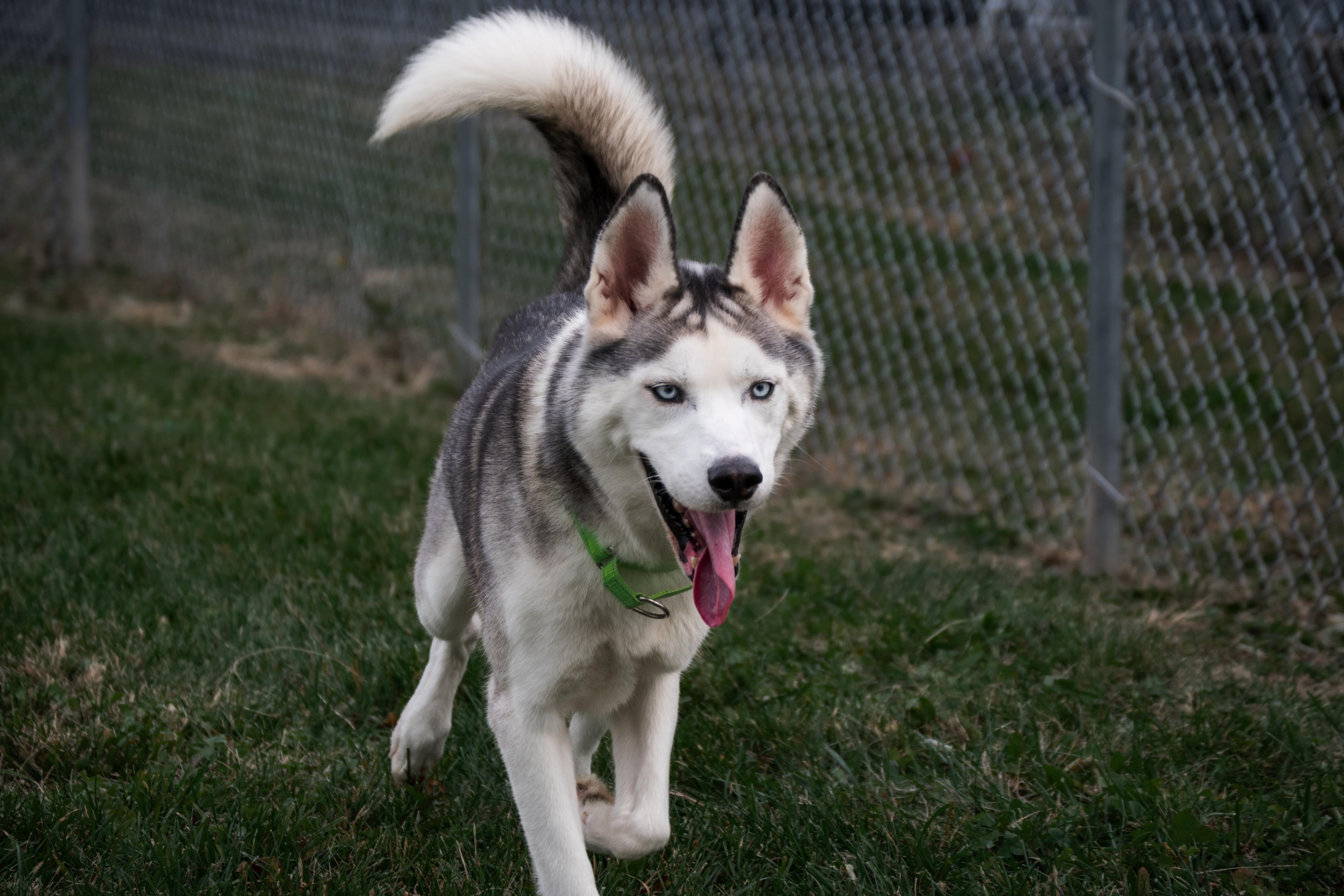 Enlarge Tony, a Adoptable mixed breed in Winchester, KY image 2/5