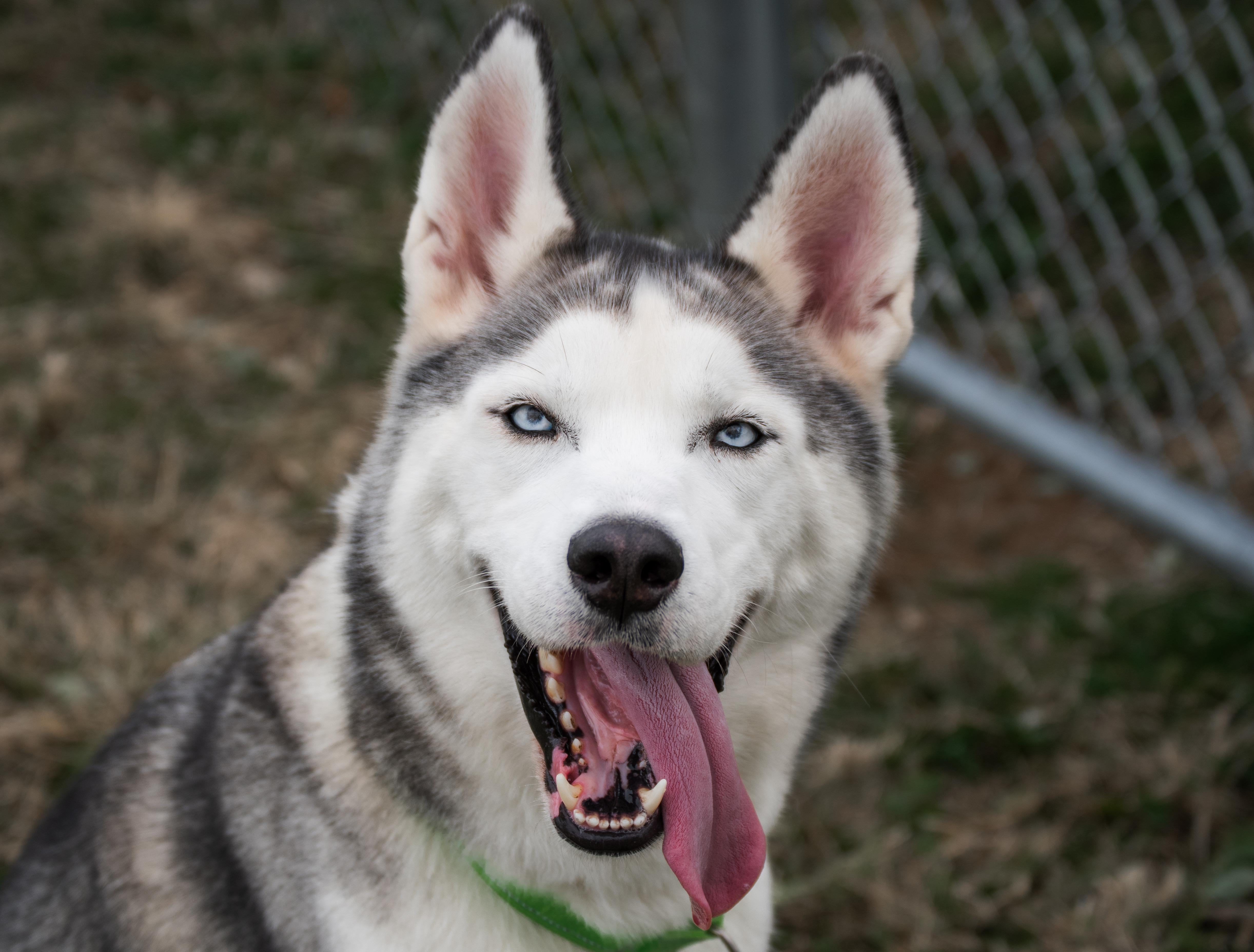 Enlarge Tony, a Adoptable mixed breed in Winchester, KY image 3/5