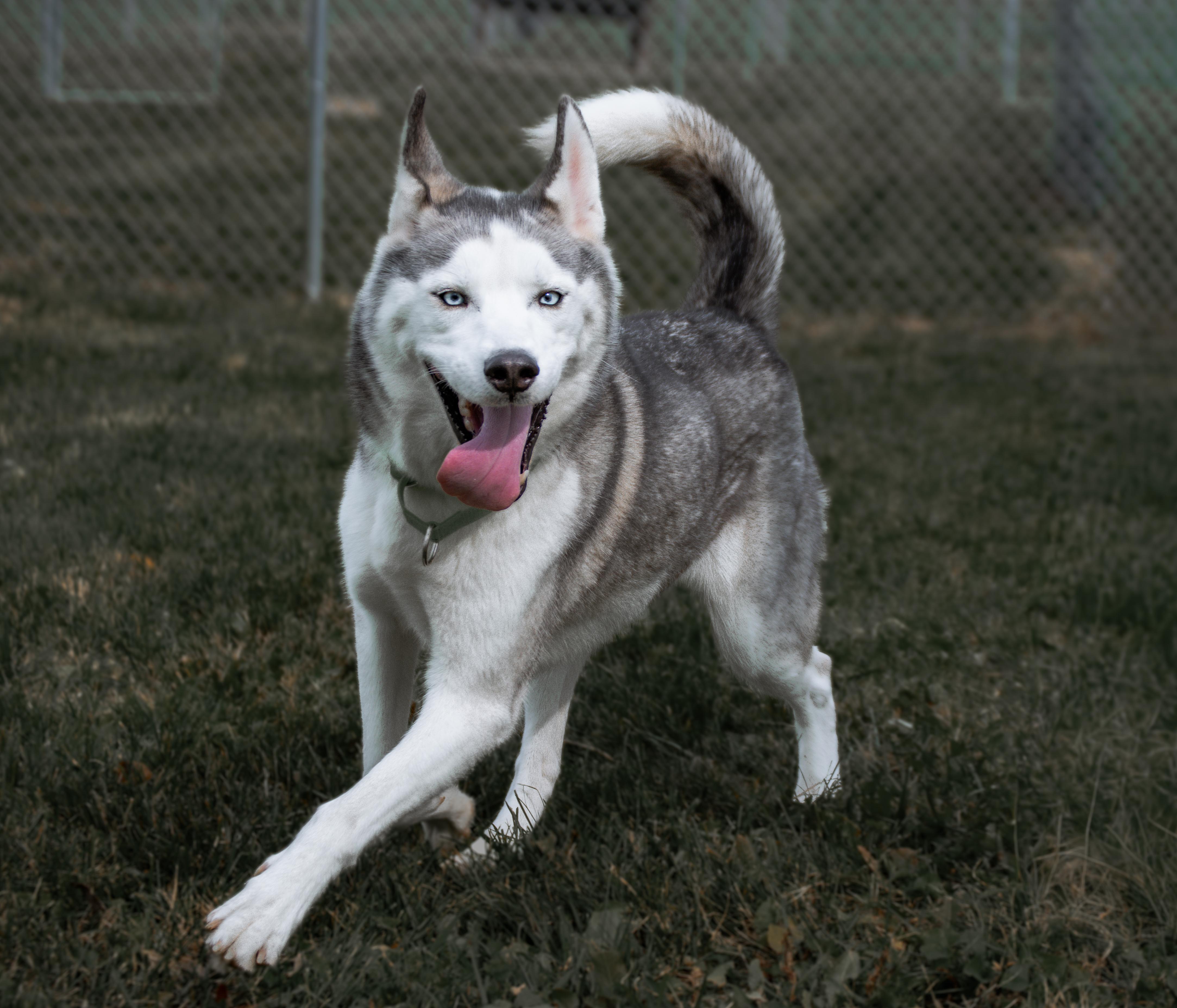 Enlarge Tony, a Adoptable mixed breed in Winchester, KY image 4/5