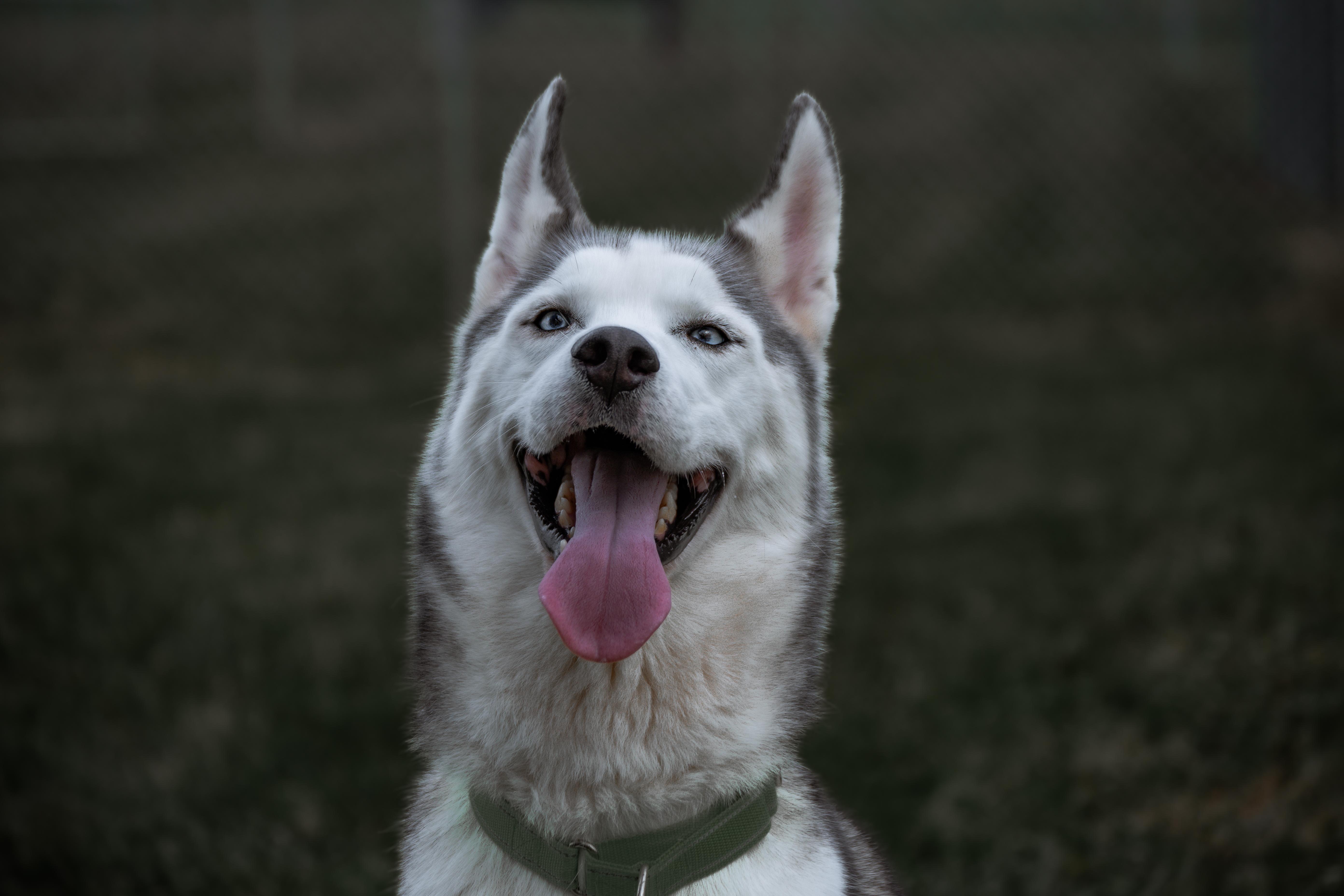 Enlarge Tony, a Adoptable mixed breed in Winchester, KY image 5/5