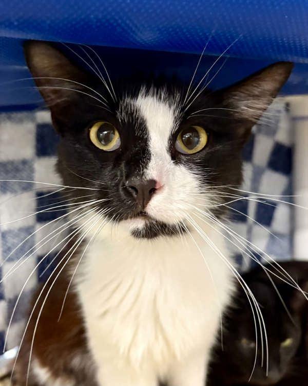 Cypress, Adoptable, Young Male Domestic Short Hair.