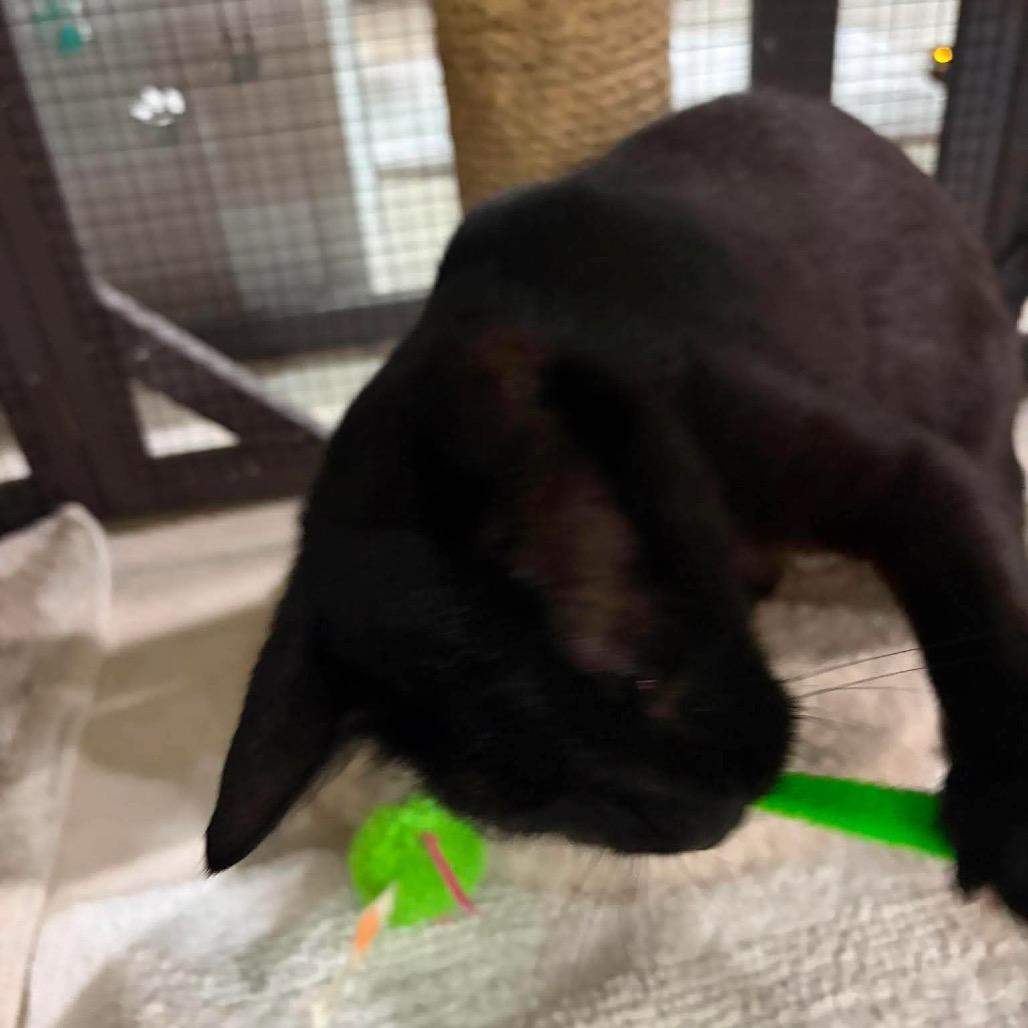 Lisa (cat), Adoptable, Young Female Domestic Short Hair.