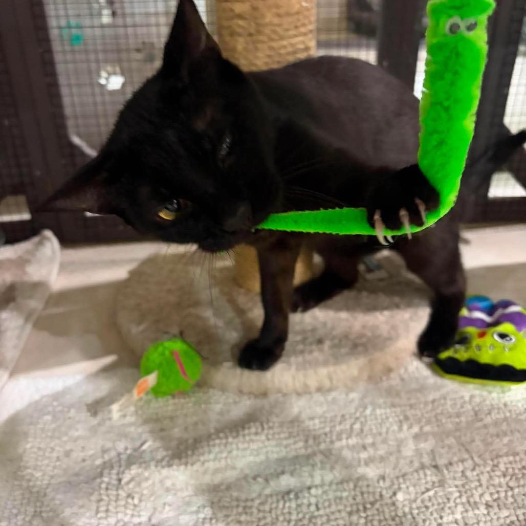 Enlarge Lisa (cat), a Adoptable Domestic Short Hair in Seminole, FL image 2/4