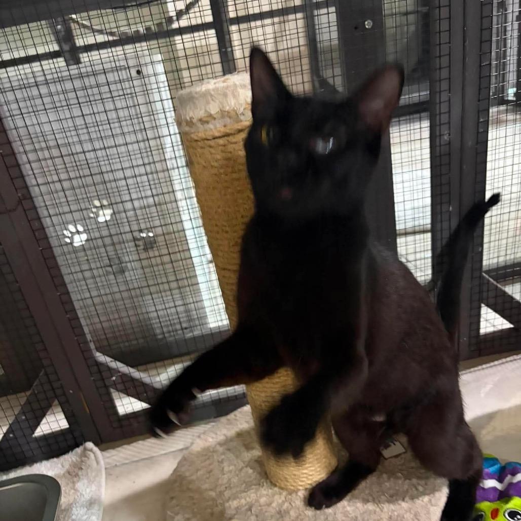 Enlarge Lisa (cat), a Adoptable Domestic Short Hair in Seminole, FL image 3/4