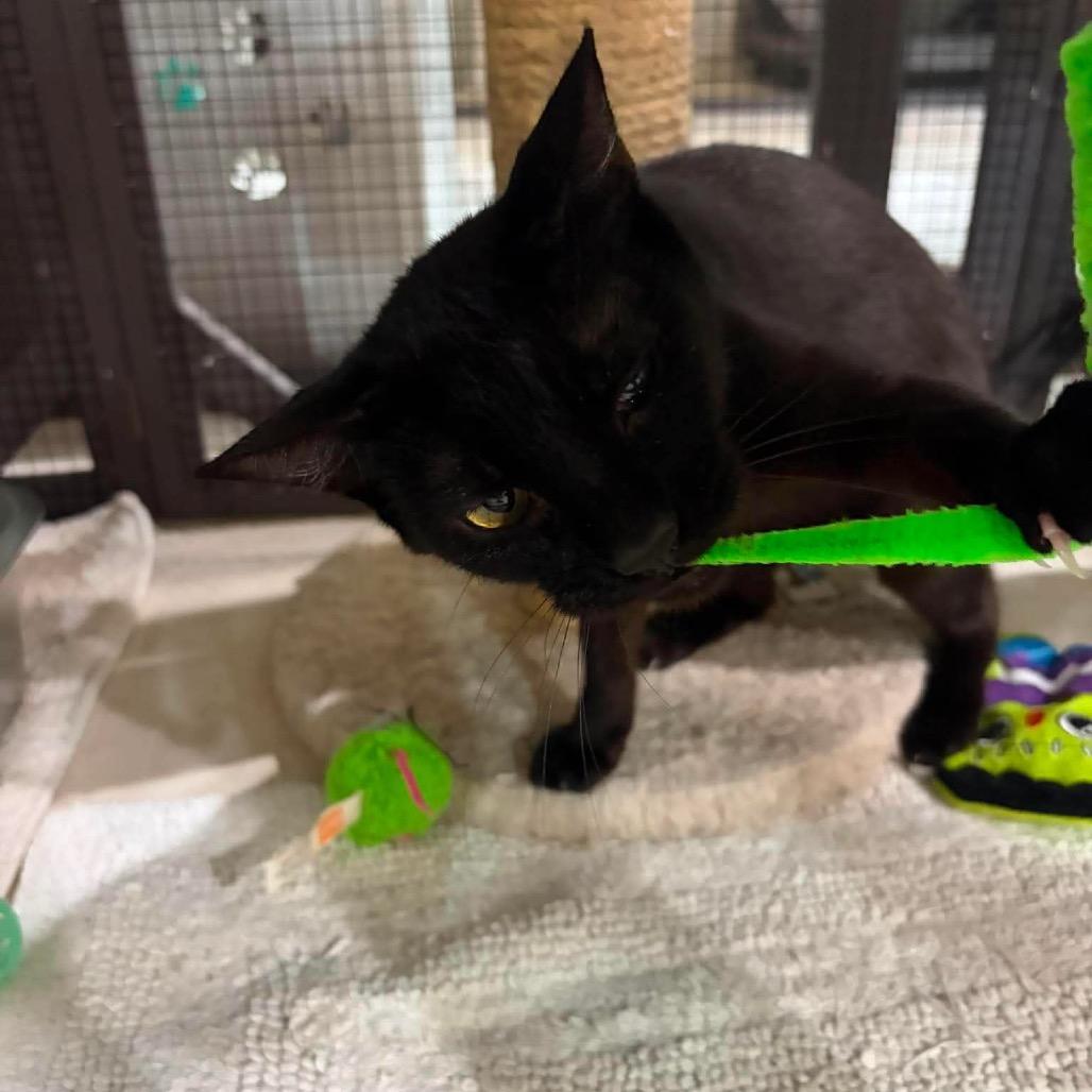 Enlarge Lisa (cat), a Adoptable Domestic Short Hair in Seminole, FL image 4/4