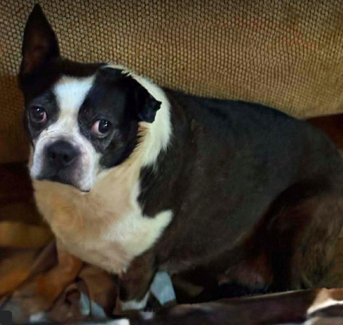 Bertha, Adoptable, Puppy Female Boston Terrier.