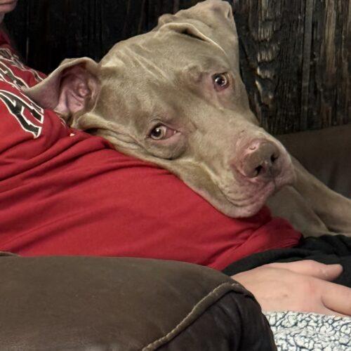 Enlarge Ranger, a Adoptable mixed breed in Grand Rapids, MI image 1/5