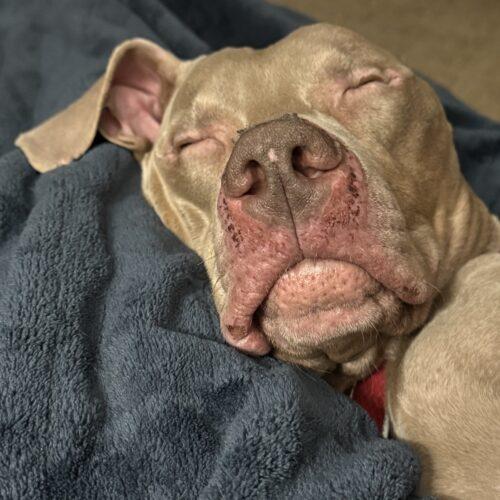 Enlarge Ranger, a Adoptable mixed breed in Grand Rapids, MI image 2/5