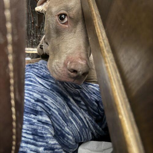 Enlarge Ranger, a Adoptable mixed breed in Grand Rapids, MI image 3/5