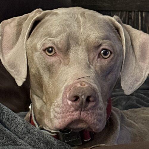 Ranger, a Adoptable mixed breed in Grand Rapids, MI image 4/6