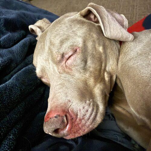 Enlarge Ranger, a Adoptable mixed breed in Grand Rapids, MI image 4/5