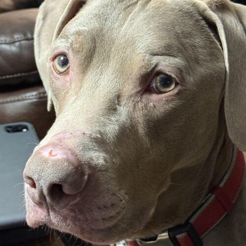 Ranger, Adoptable, Young Male Mixed Breed.