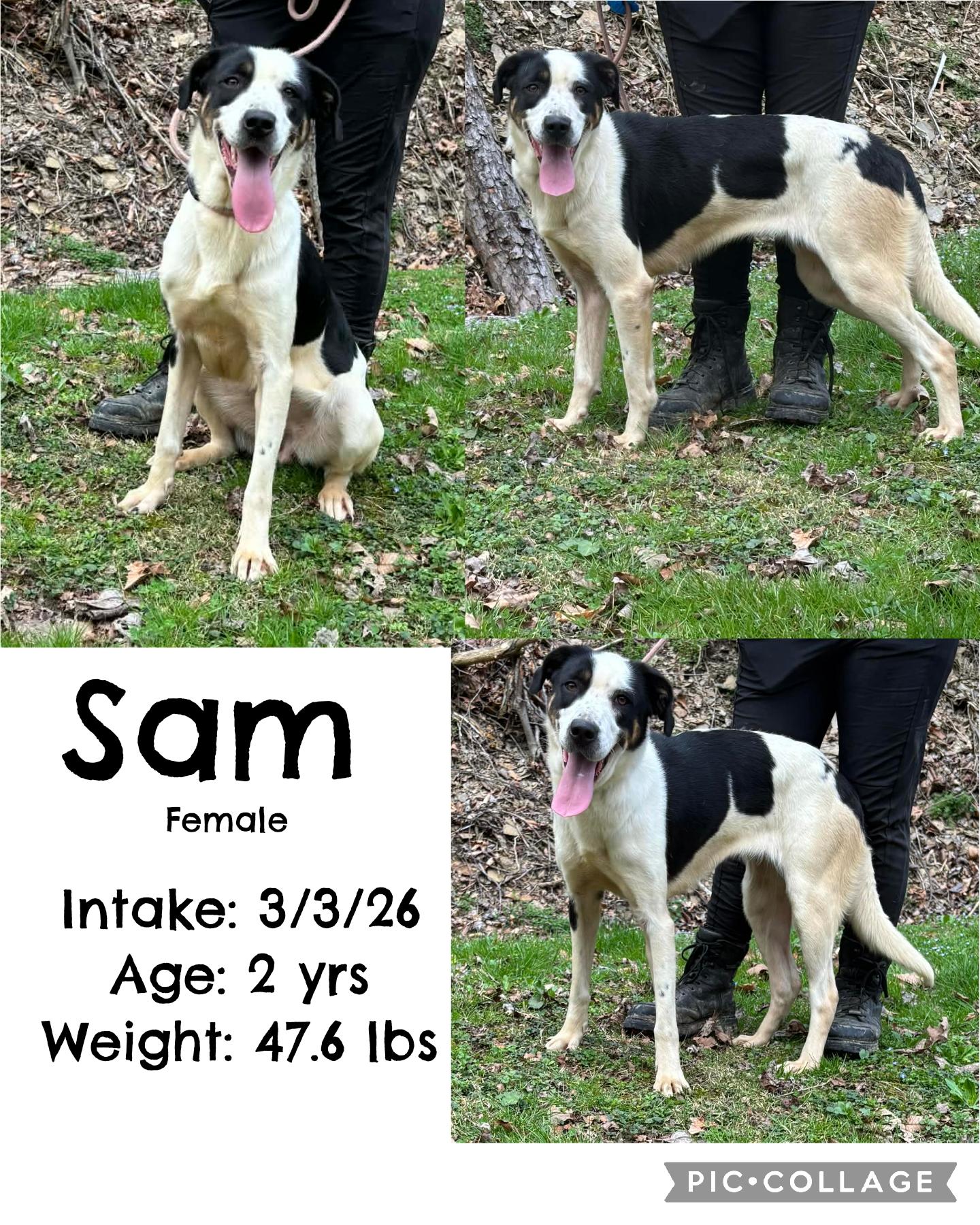 Sam, ADOPTABLE, Adult Female Hound.