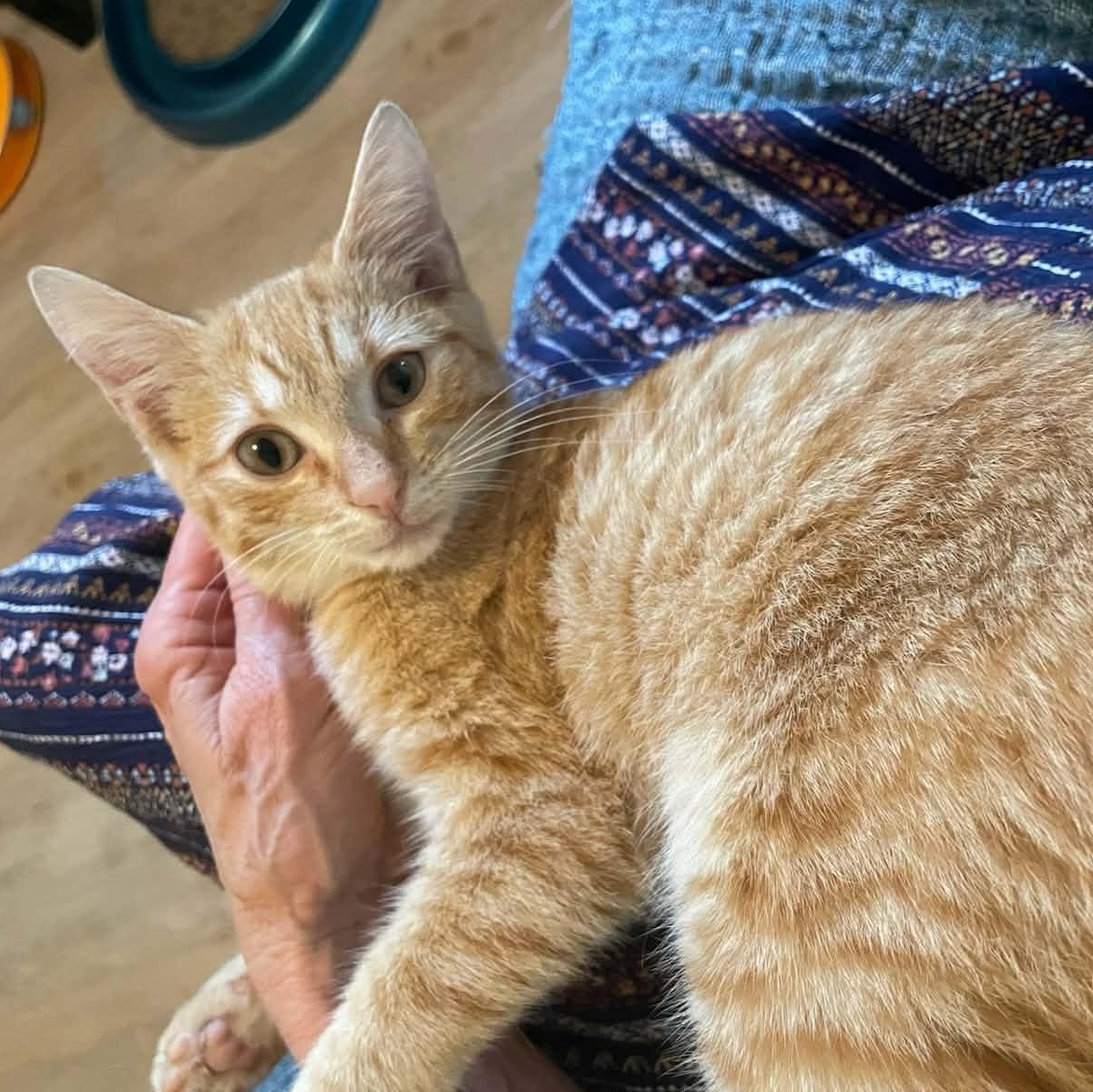 Benny, adopted, Kitten Female Domestic Short Hair.