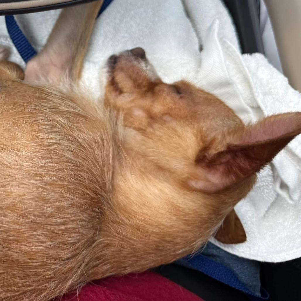 Bridge, Adoptable, Adult Male Chihuahua.