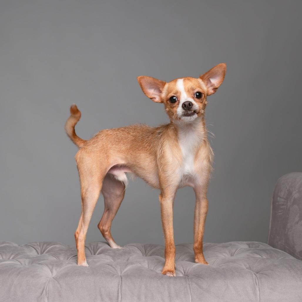 Bridge, a Adoptable Chihuahua in West Chester, PA image 2/6