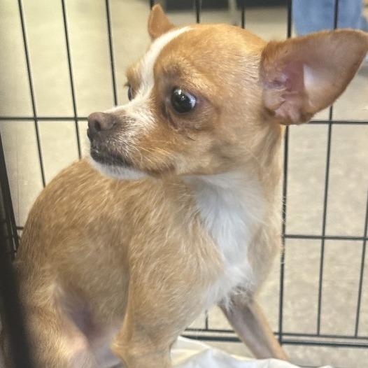 Bridge, a Adoptable Chihuahua in West Chester, PA image 3/6