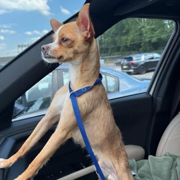 Bridge, a Adoptable Chihuahua in West Chester, PA image 5/6