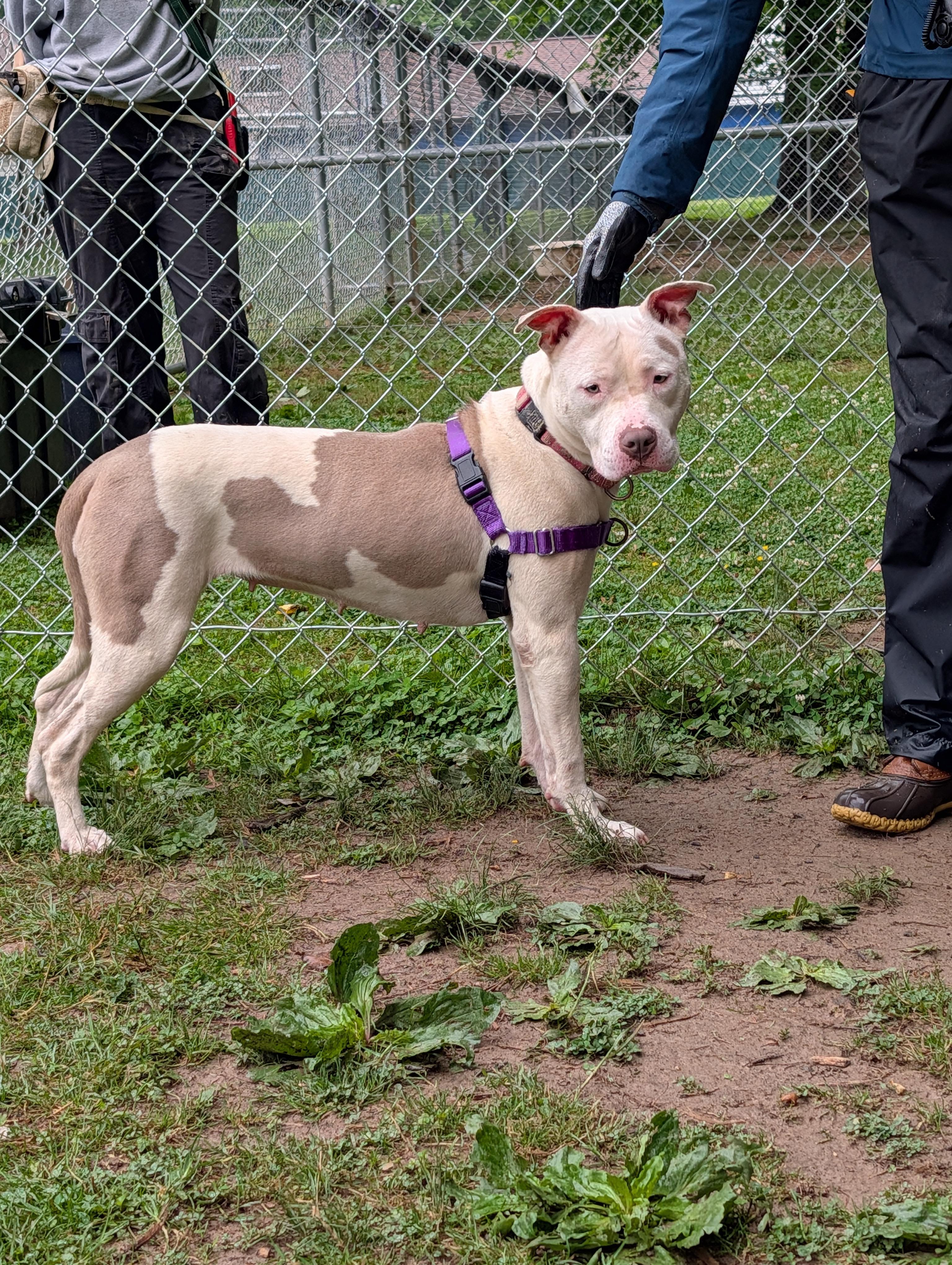 Enlarge Ella, an adoptable Pit Bull Terrier in Reisterstown, MD image 1/1