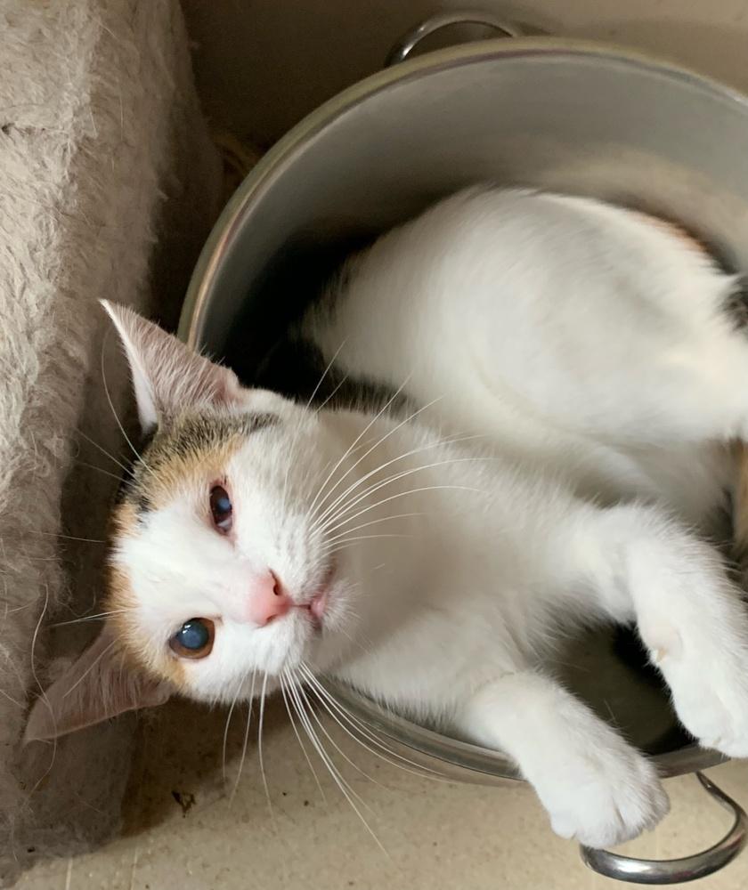 Polly Pocket, Adoptable, Adult Female Calico.