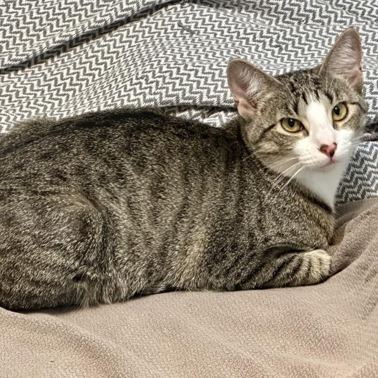 Enlarge Dog aka Tessellation, a Adoptable Domestic Short Hair in Dallas, TX image 1/2