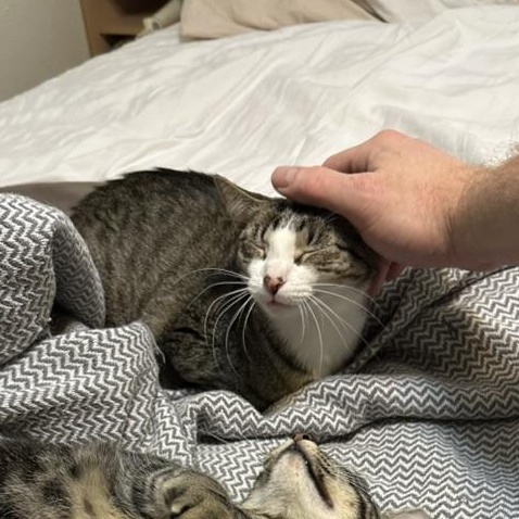 Enlarge Dog aka Tessellation, a Adoptable Domestic Short Hair in Dallas, TX image 2/2