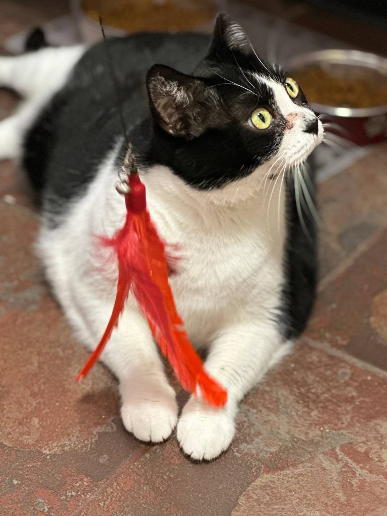 Boots, Adoptable, Senior Male Domestic Short Hair.