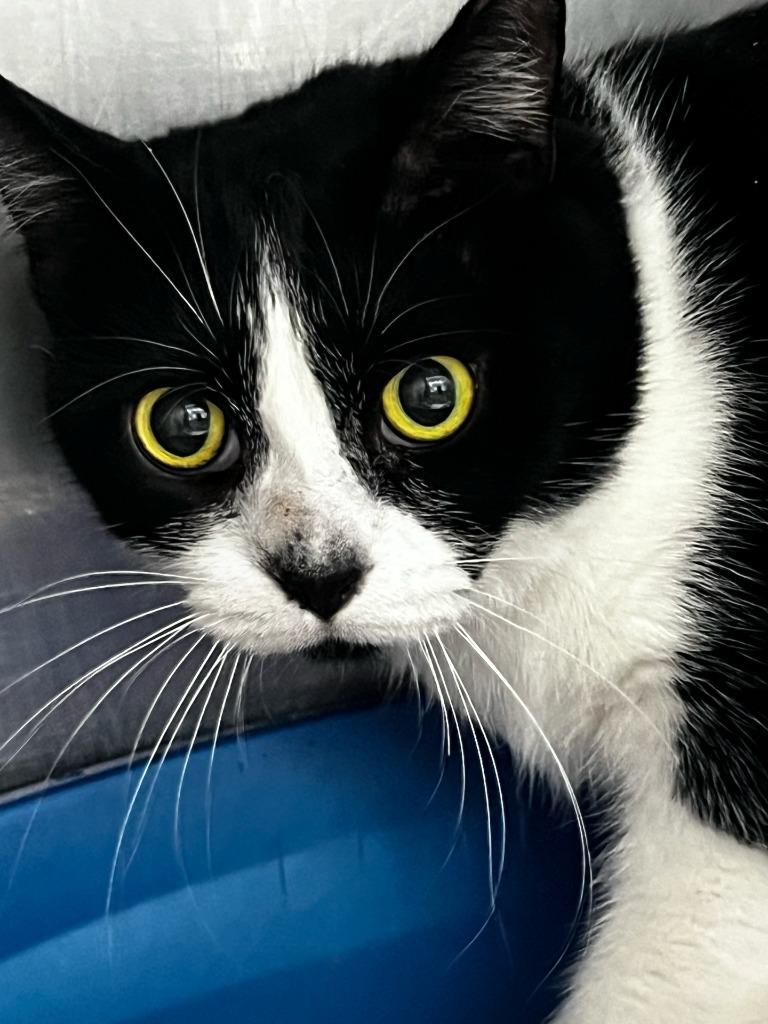 Enlarge Boots, a Adoptable mixed breed in Sebastian, FL image 3/6