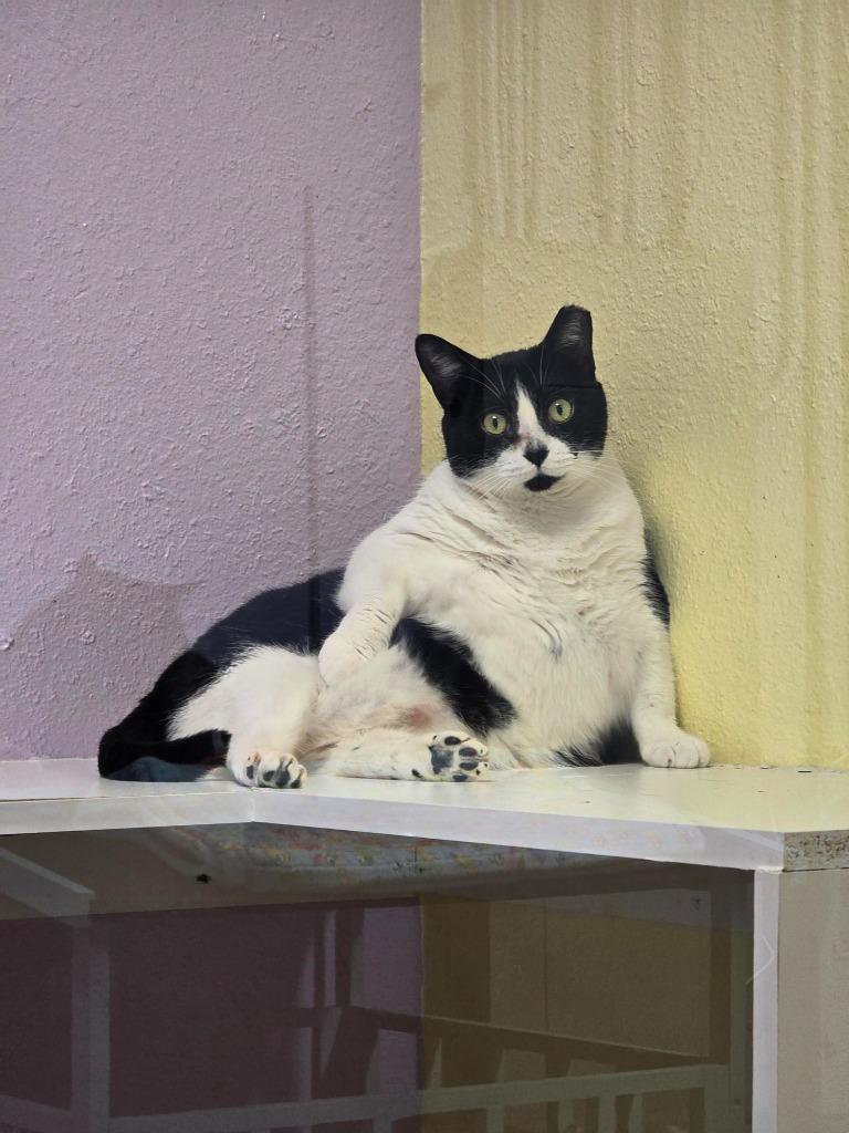 Enlarge Boots, a Adoptable mixed breed in Sebastian, FL image 4/6