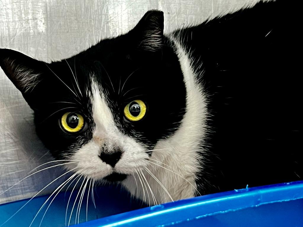 Boots, a Adoptable mixed breed in Sebastian, FL image 4/6