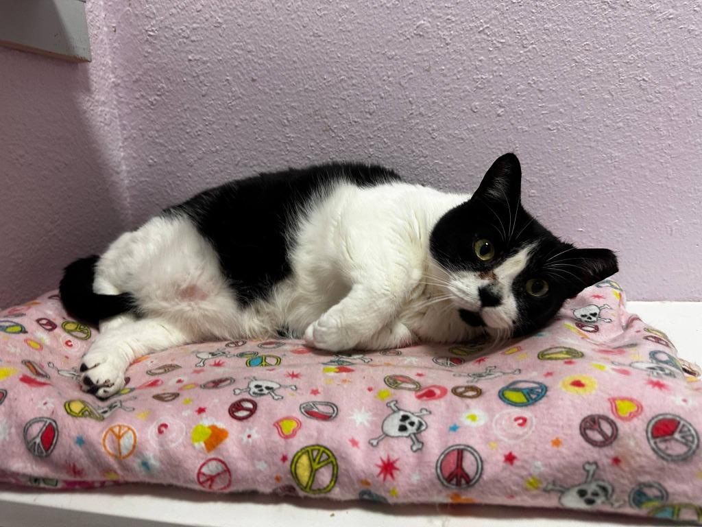 Boots, a Adoptable mixed breed in Sebastian, FL image 5/6