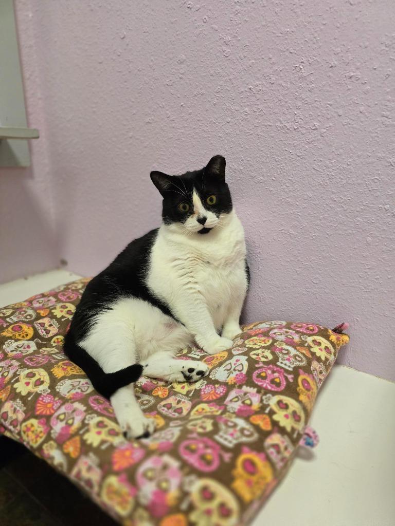 Boots, a Adoptable mixed breed in Sebastian, FL image 6/6